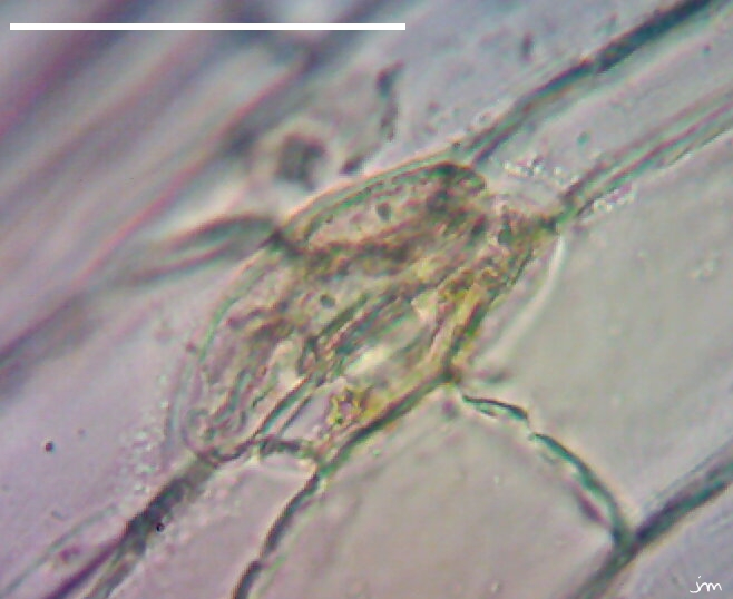 stomate tige cuscute